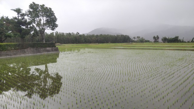 稻田的照片，陰天，雲很低，左邊有一些樹。後面都是白白的霧氣，只看得到山腳。樹跟霧倒影在稻田的水面上。